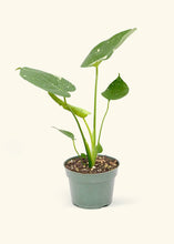 Load image into Gallery viewer, Monstera &#39;Thai Constellation&#39; (6&quot; Pot) - Hotsy Totsy Haus